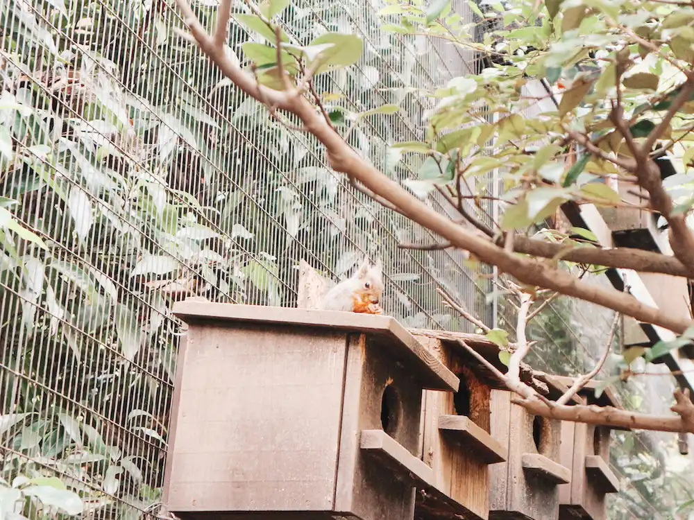 A squirrel sitting on top of a wooden box